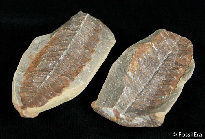 Fern Fossil From Mazon Creek - Million Years Old #3078